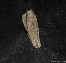 Very Nice Rooted Edmontosaurus Tooth #1271