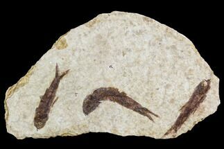 Small Fossil Fish (Knightia)- Wyoming #106948