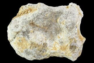 Fossil Synapsid Pelvic Bone Fragment - Texas #107005