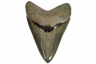 Serrated, Fossil Megalodon Tooth - Beautiful Tooth #107267