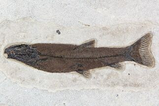 Rare, Notogoneus Fish Fossil - Wyoming #107477