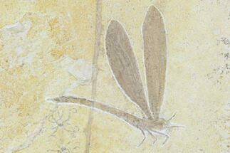 Fossil Dragonfly With Floating Crinoids - Solnhofen Limestone #107568