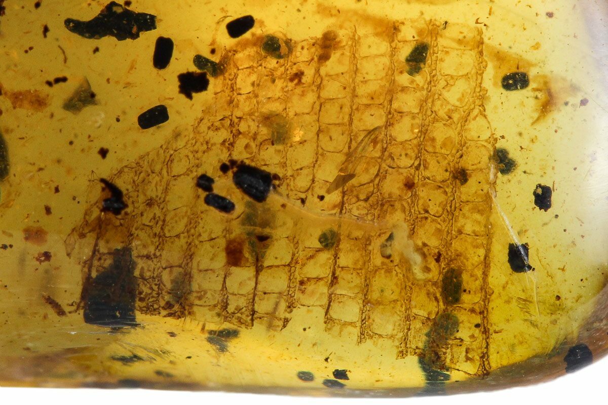 Cretaceous Fossil Reptile Skin In Amber Myanmar For Sale (107526