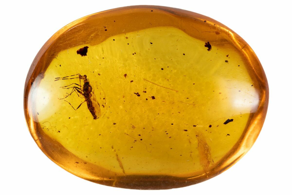 Fossil True Bug (Heteroptera) In Amber Myanmar For Sale (107630
