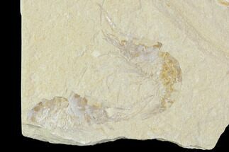Two Cretaceous Fossil Shrimp Plate - Lebanon #107663