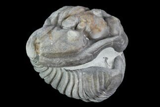 Removable Wide, Rolled Flexicalymene Trilobite In Shale - Ohio #106272