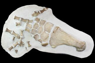 Fossil Plesiosaur Paddle - Goulmima, Morocco #108161