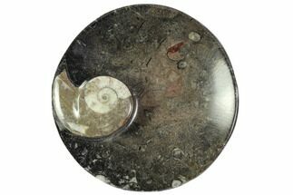 Round Fossil Goniatite Dish - Morocco #108021