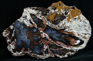 Thick Cut Hubbard Basin Petrified Wood Slab - #7622