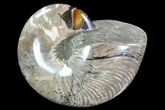 Huge, Polished Fossil Nautilus - Madagascar #108225