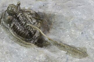 1.35" Rare Cyphaspis Eximia With Four "Horns" - Fossil #108684