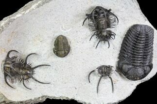 Ceratarges, Morocops & Gerastos Trilobite Plate #108697