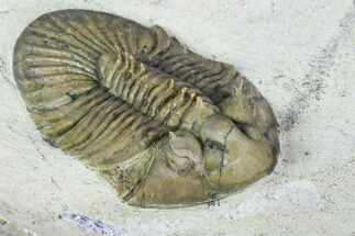 Spiny Scabriscutellum Trilobite - Foum Zguid, Morocco #108752