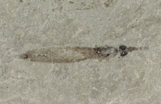 Fossil Crane Fly (Pronophlebia) Larva - Green River Formation #94990