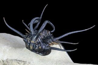 Alien Dicranurus Trilobite - Free-Standing Spines #108780