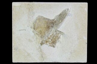 Pterosaur Sternal Plate - Solnhofen Limestone, Germany #108926