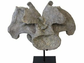 Massive, Apatosaurus Cervical Vertebra On Stand - Colorado #109178