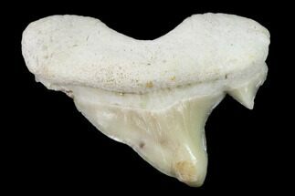 Pathological Shark (Otodus)Tooth - Morocco #108263