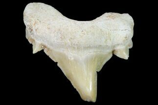 Pathological Shark (Otodus) Tooth - Morocco #108266