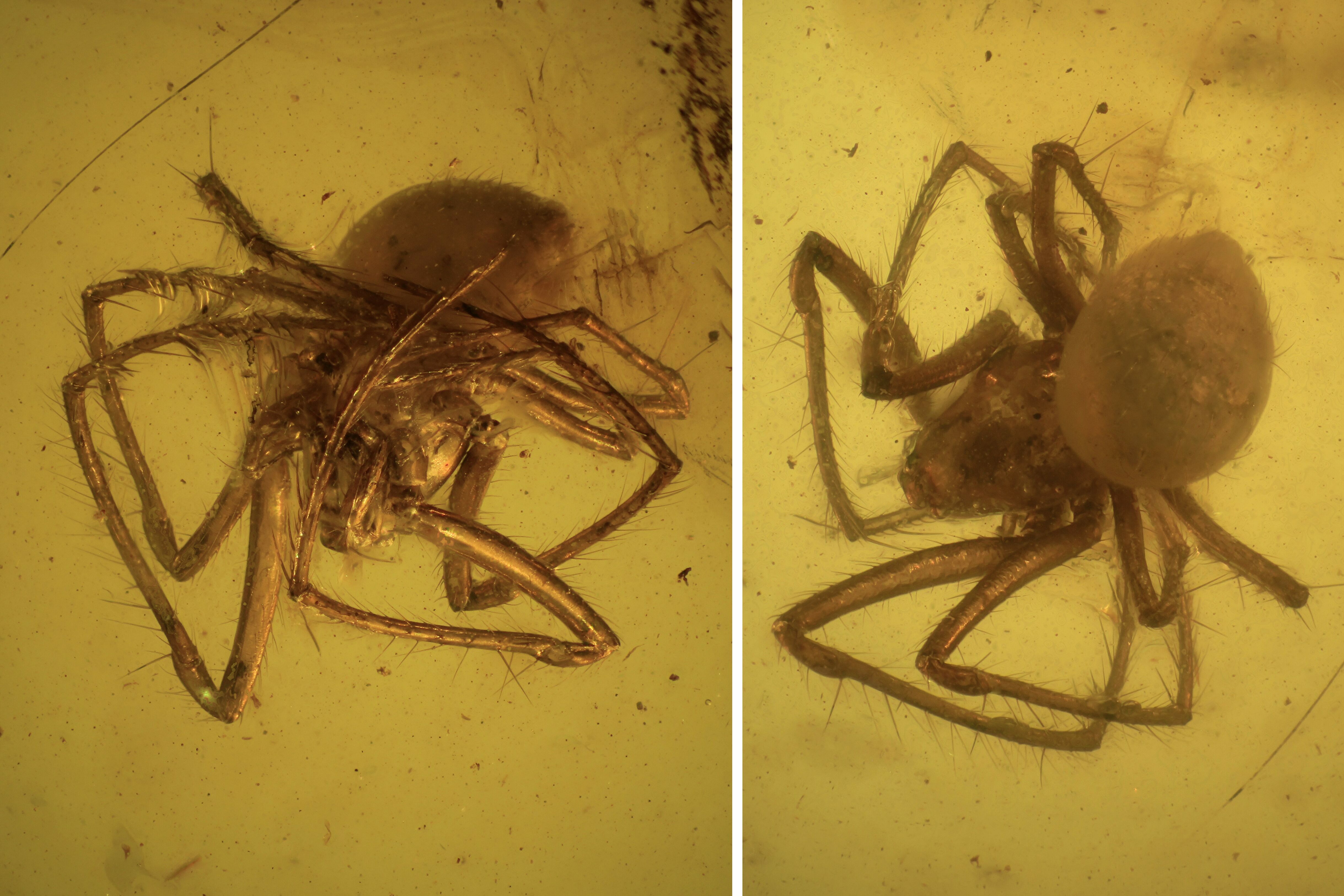 This Well Preserved Fossil Reveals A Spider'S Ocean Past! - uitrgd0