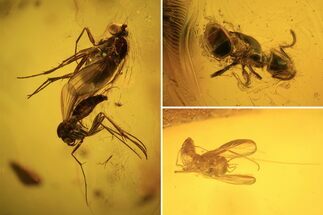 Three Fossil Flies (Diptera) And Ant (Formicidae) In Baltic Amber #109394