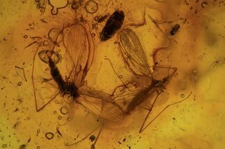 Two Fossil Craneflies (Diptera) In Baltic Amber #109506