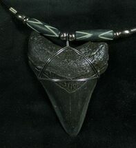 Large Megalodon Tooth Necklace #7811