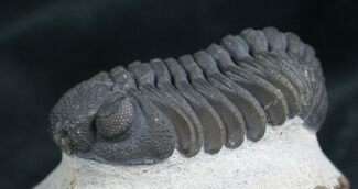 Very Detailed Phacops Trilobite #7815