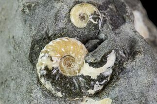Two Small Hoploscaphites Ammonites - South Dakota #110586