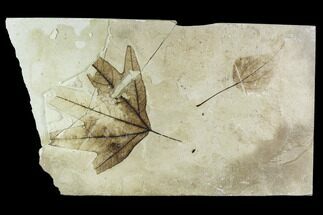 Fossil Sycamore And Hackberry Leaves - Green River Formation #109560