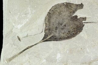 Fossil Poplar (Populus) And Mimosites Leaf - Green River Formation #109606