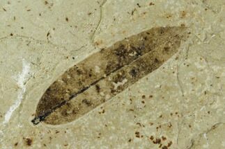 Fossil Mimosites Leaf - Green River Formation #109614