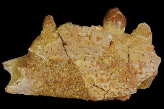 Crocodile Jaw Section - Composite Tooth #110480