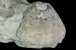 Fossil Crinoid Calyx - Indiana #110790