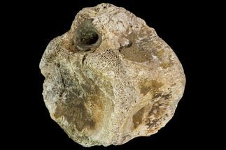 Hadrosaur Vertebra - Alberta (Disposition #-) #111133