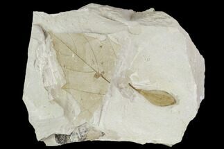 Fossil Maple Tree And Aleurites Seed Pod- Green River Formation, Utah #111375