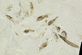 Fossil Willow, Mimosites, And Crickets- Green River Formation, Utah #111376