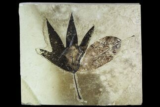 Two Fossil Leaves (Sycamore and Ash) - Green River Formation, Utah #111460