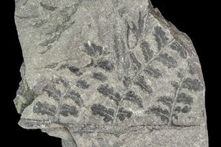 Carboniferous Fossil Ferns (Sphenopteris) - Poland #111661