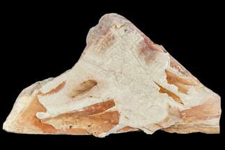 Fossil Fern (Sphenopteris, Lygdonium) Plate - Poland #111675