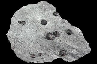 Plate of Ten Garnets in Graphite - Red Embers Mine #111838
