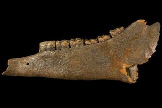 Fossil Horse (Equus) Jaw - River Meuse, Germany #111862