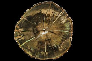 Petrified Wood (Woodworthia) Round - Top Quality #112031