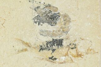 Cretaceous Fossil Fish And Shrimp - Lebanon #111690