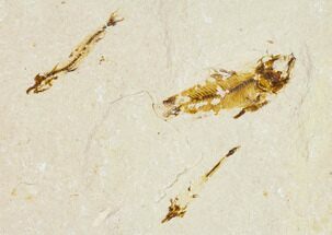 Three Cretaceous Fossil Fish - Lebanon #111692