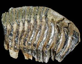 Fossil Palaeoloxodon Molar - Hungary #111822