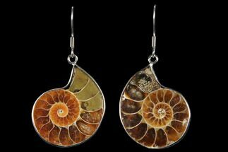 Fossil Ammonite Earrings #112223