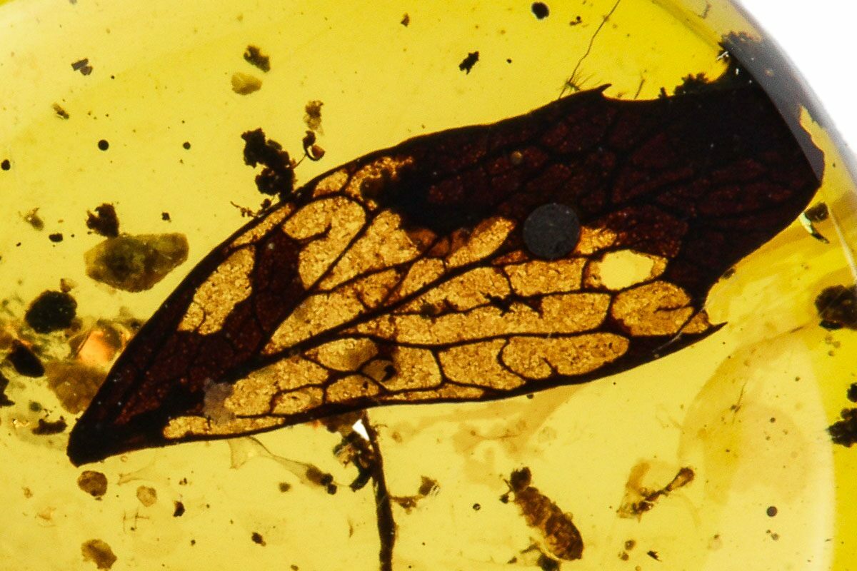 Cretaceous Fossil Leaf in Amber Myanmar For Sale (112632