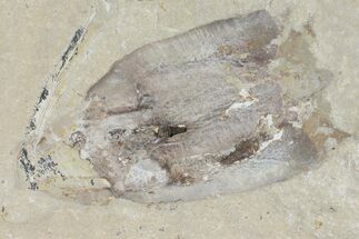 Soft-Bodied Cephalopod Fossil - Lebanon #112661