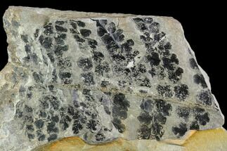 Pennsylvanian Fossil Fern (Eusphenopteris) - Kentucky #112640